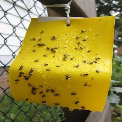 چسب زرد جذب کننده حشرات در حالت استفاده