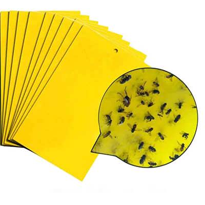 چسب زرد جذب کننده حشرات به صورت شماتیک